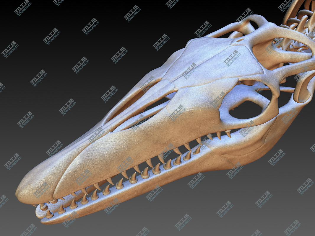 images/goods_img/202104091/Mosasaurus Skeleton model/5.jpg